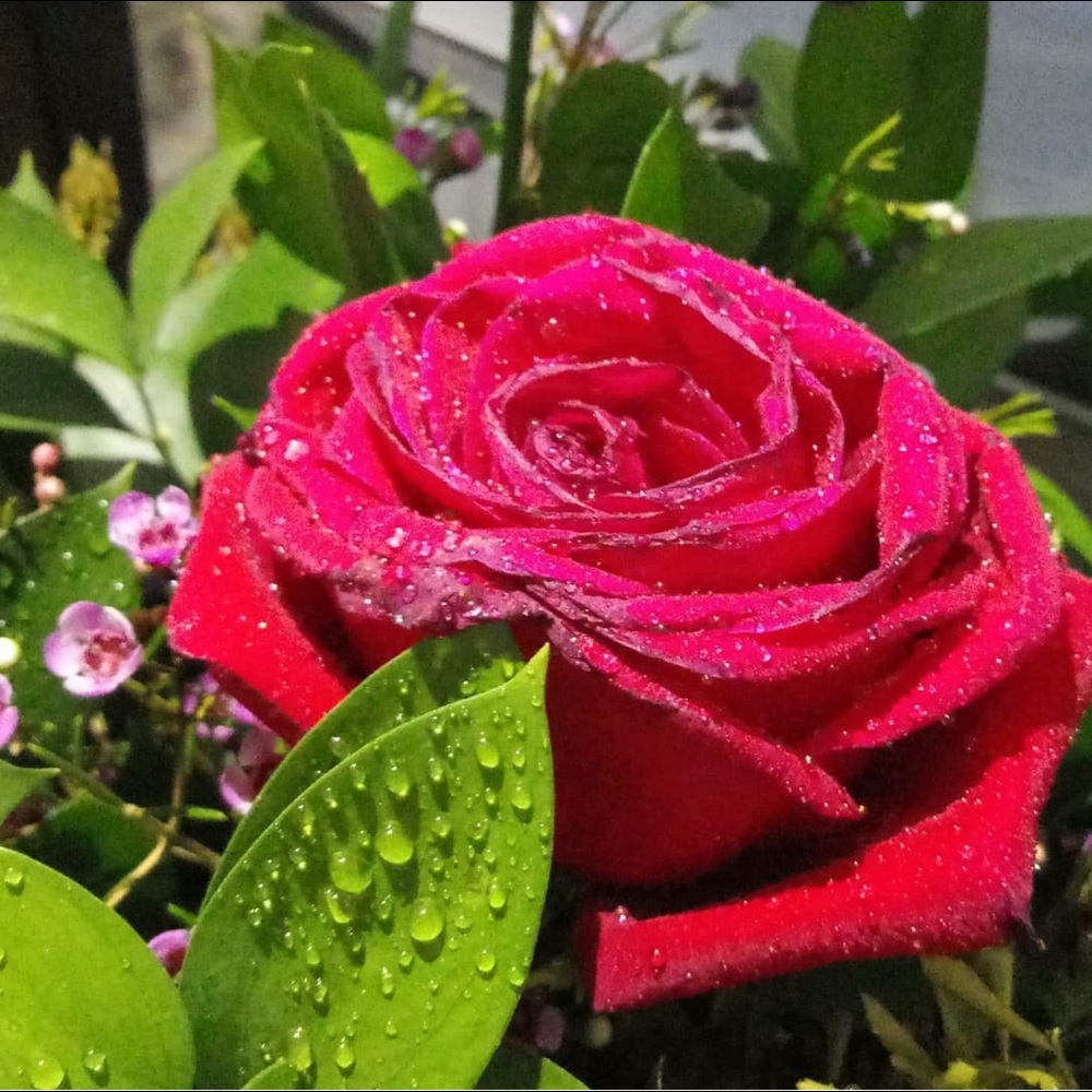 Meet your Posher, Angelica